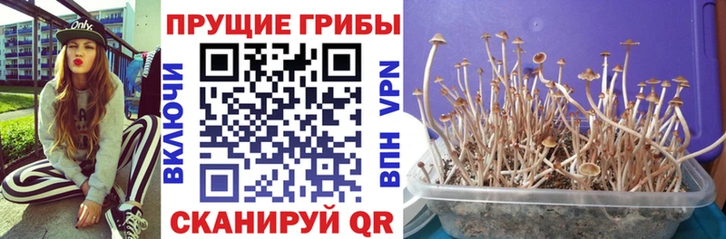 Псилоцибиновые грибы ЛСД  купить наркотик  Шатура 